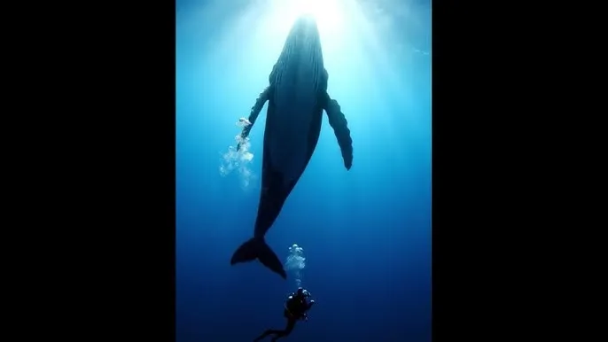 忘忧草社区在线www官网 - 深蓝星球：探索海洋深处的未知世界